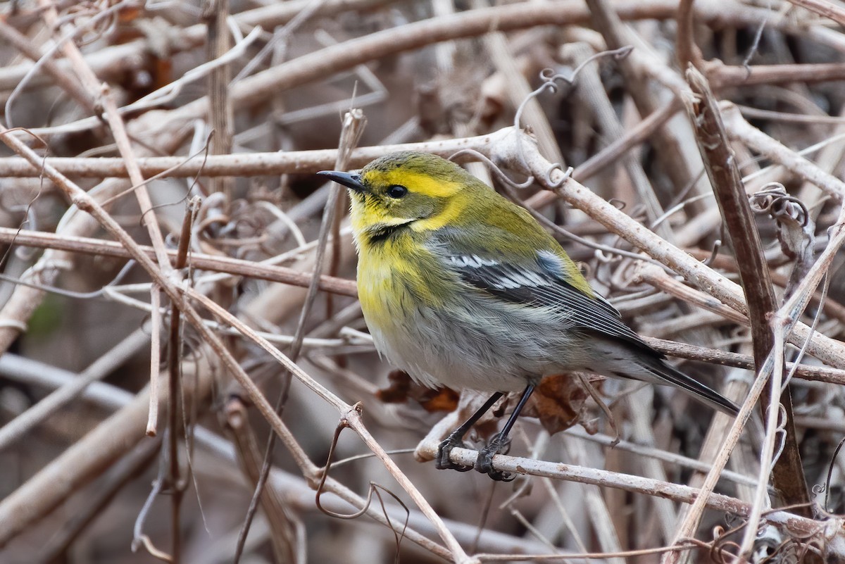 Townsend's Warbler - Kevin Pero