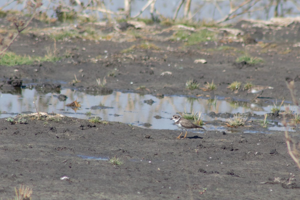 Semipalmated Plover - ML299389651