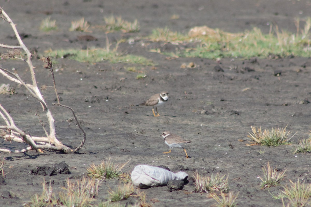 Semipalmated Plover - ML299389661