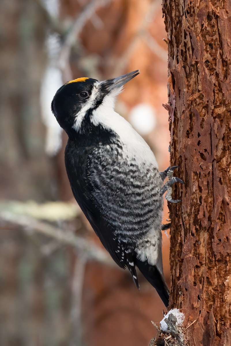 Black-backed Woodpecker - ML299389771