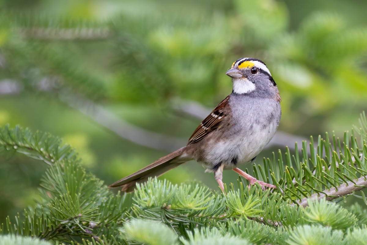 White-throated Sparrow - ML299393901