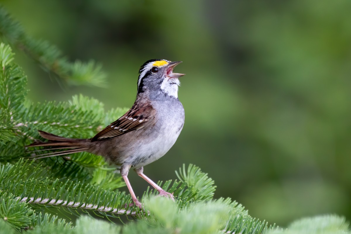 White-throated Sparrow - Kevin Pero