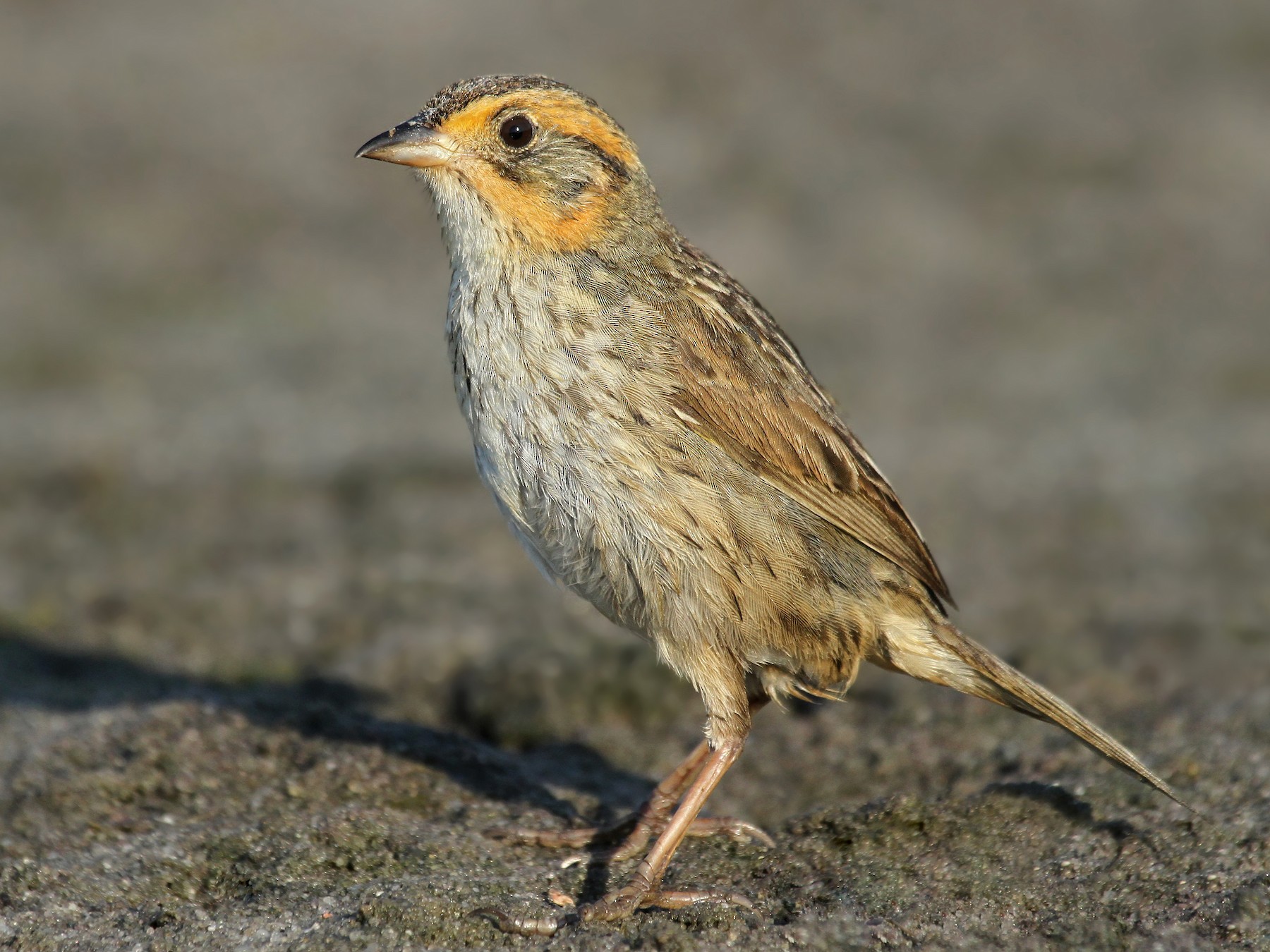 Saltmarsh Sparrow - Ryan Schain