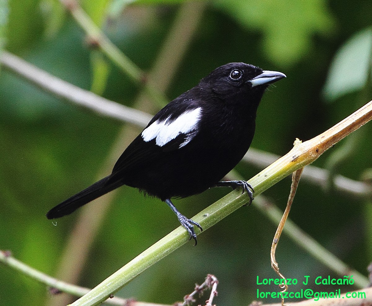 White-shouldered Tanager - ML299397631