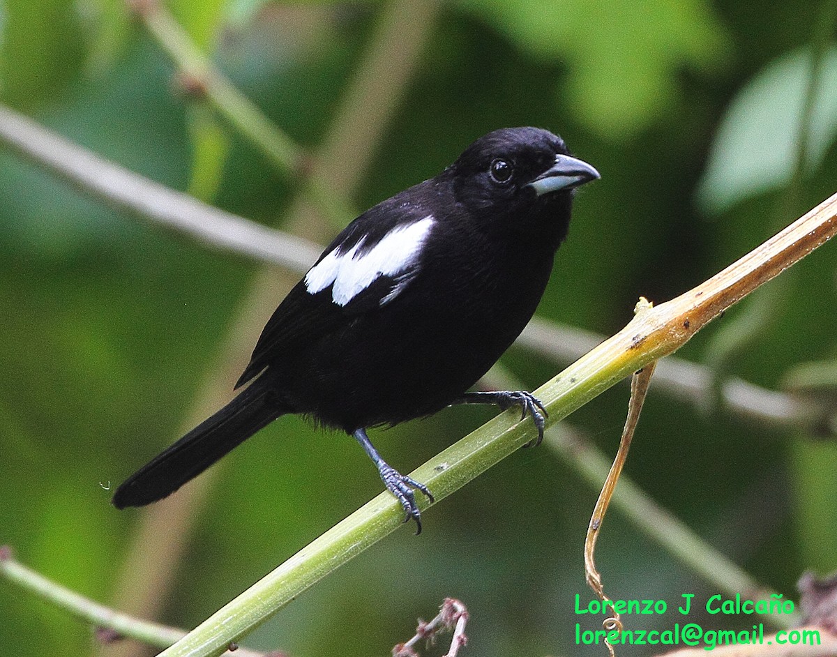 White-shouldered Tanager - ML299398511