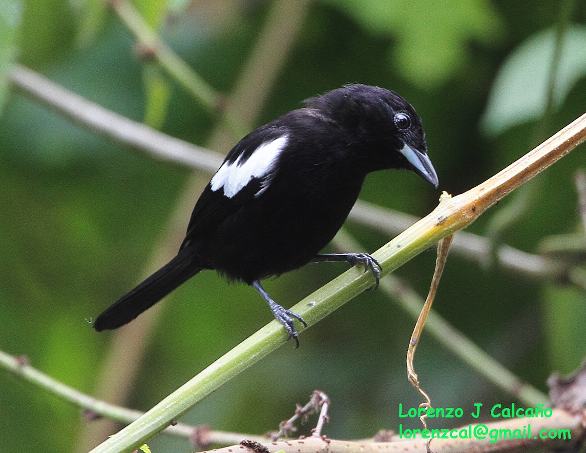 White-shouldered Tanager - ML299398531