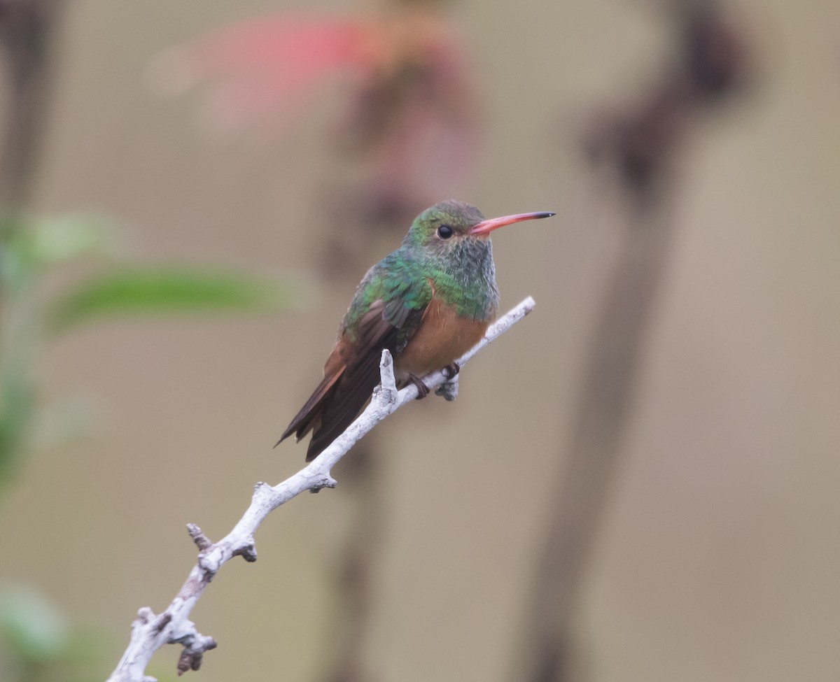 Buff-bellied Hummingbird - Isaias Morataya
