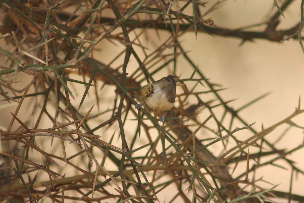 Pájaro Moscón Sudanés - ML299406551