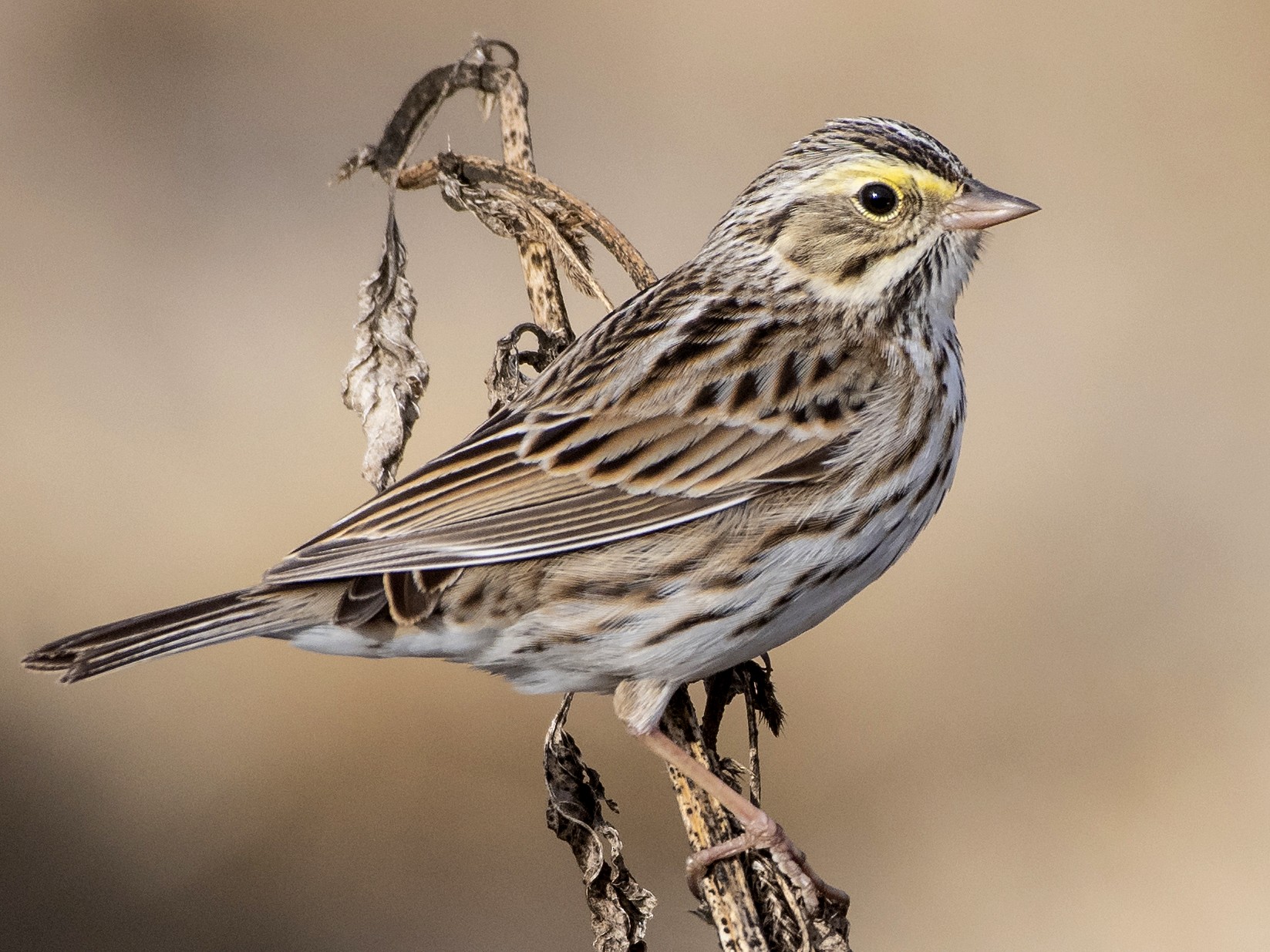 Savannah Sparrow - Bryan Calk