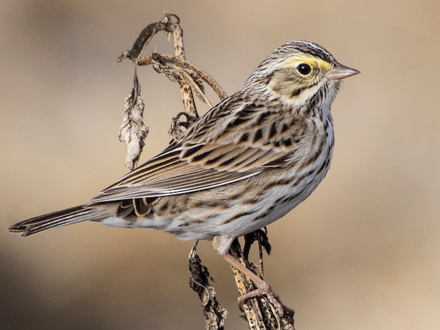 Photos Savannah Sparrow Passerculus Sandwichensis Birds Of The World