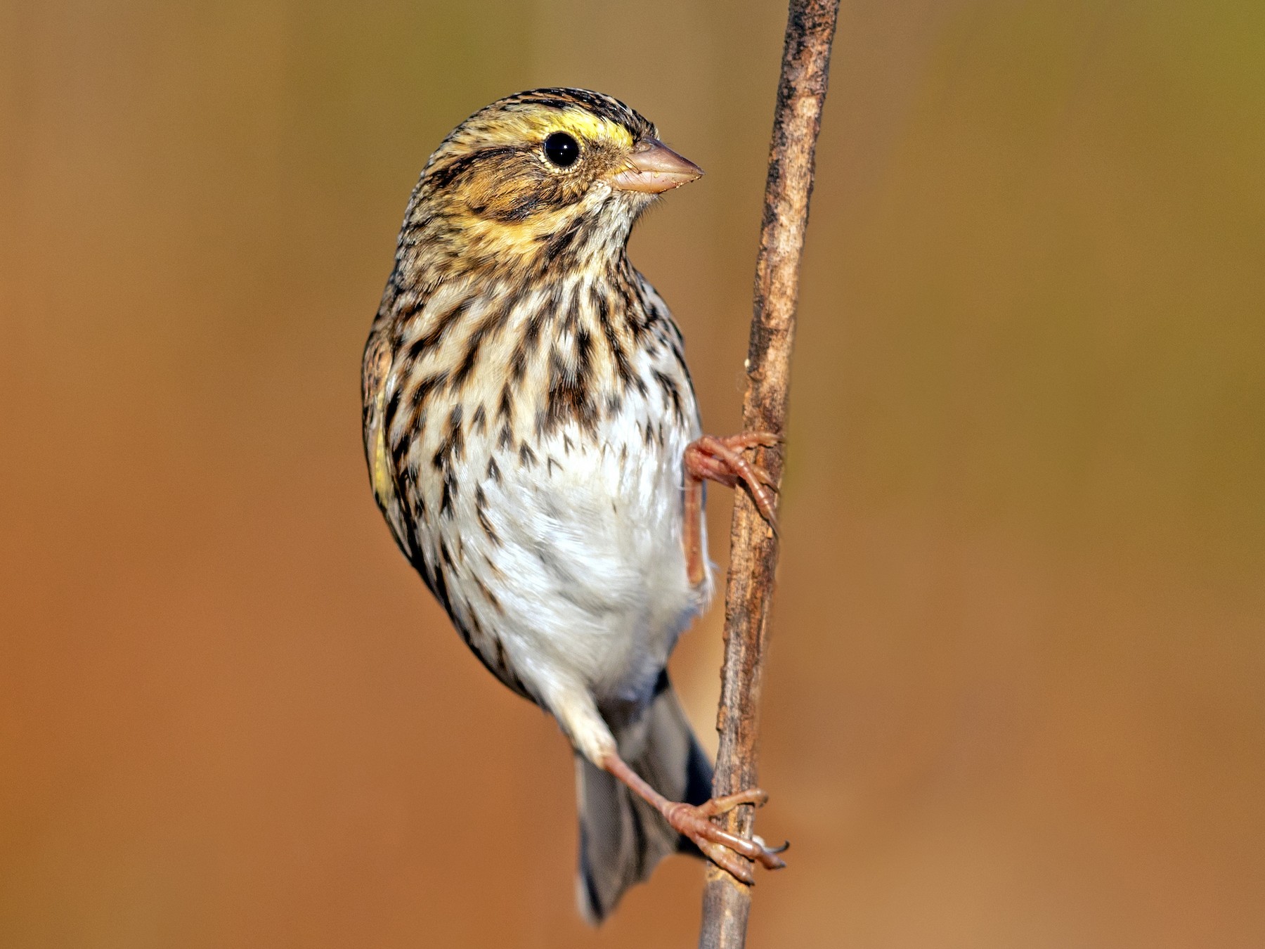 Savannah Sparrow - Brad Imhoff