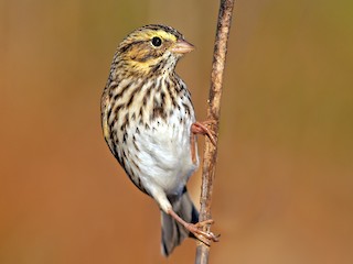  - Savannah Sparrow