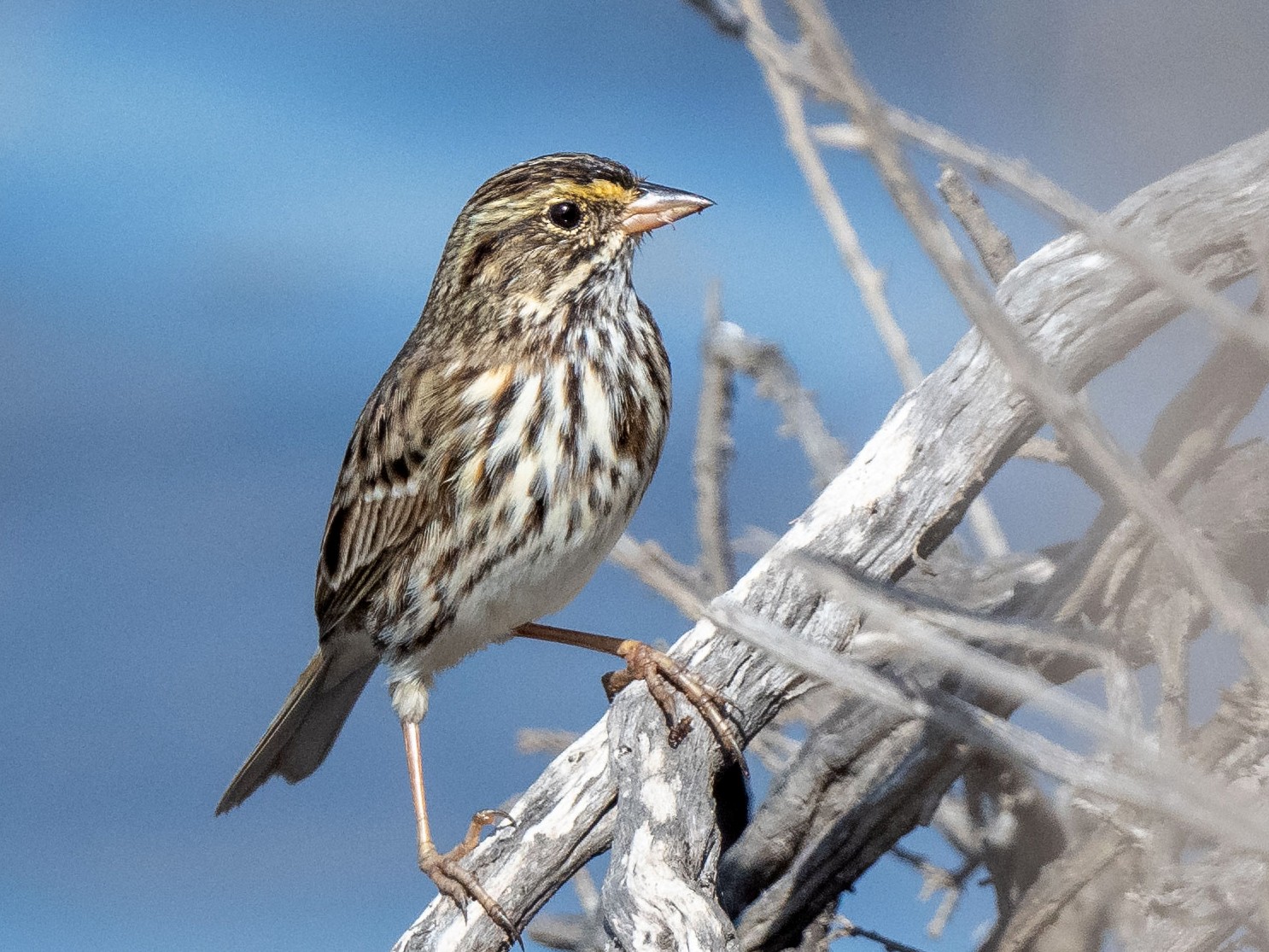 Savannah Sparrow - Andrew Newmark