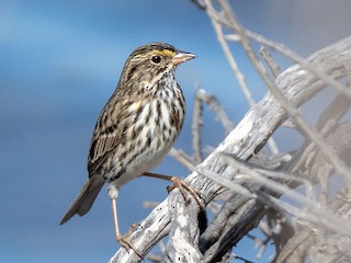  - Savannah Sparrow (Belding's)