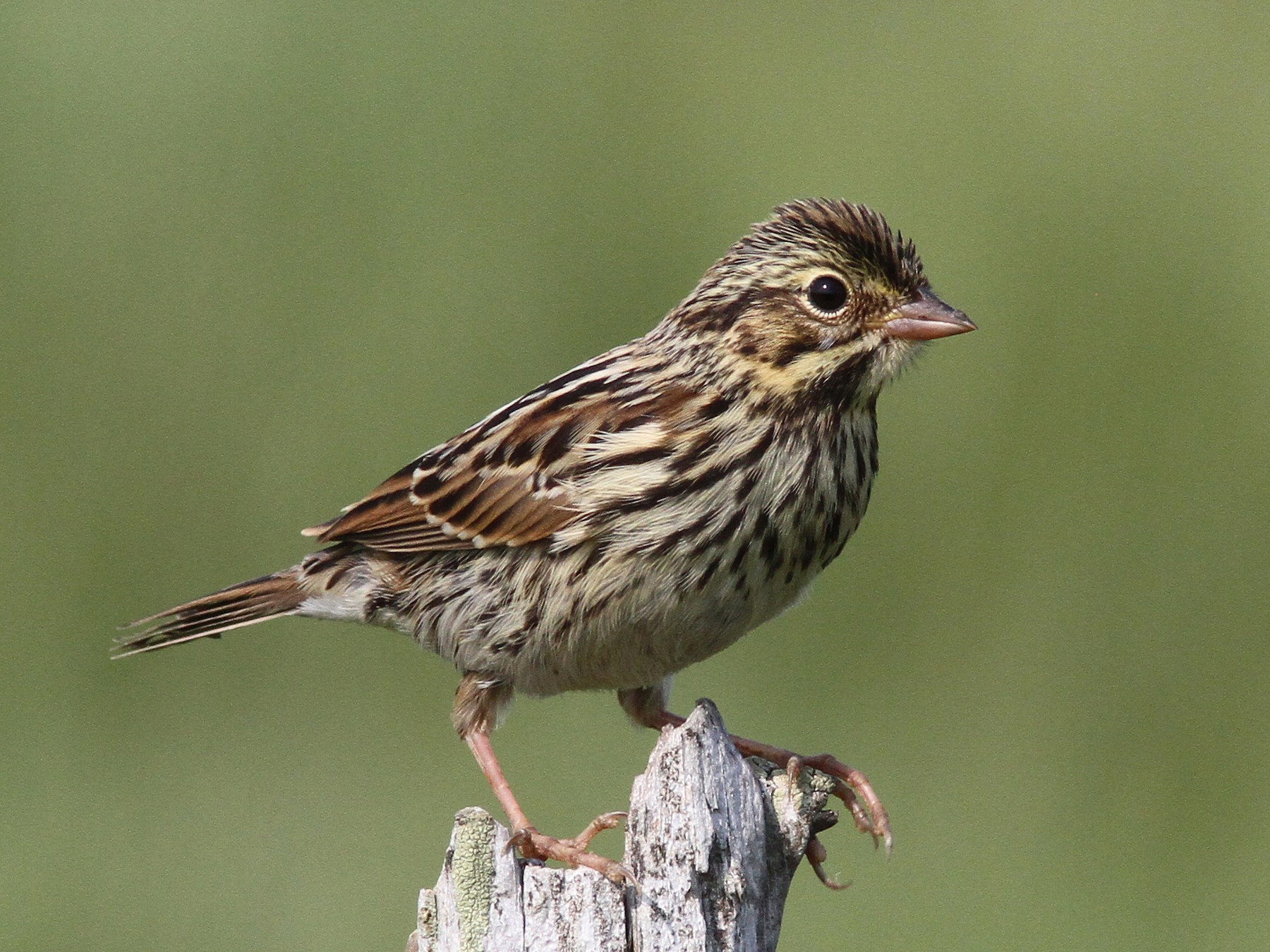 Savannah Sparrow - Daniel Jauvin