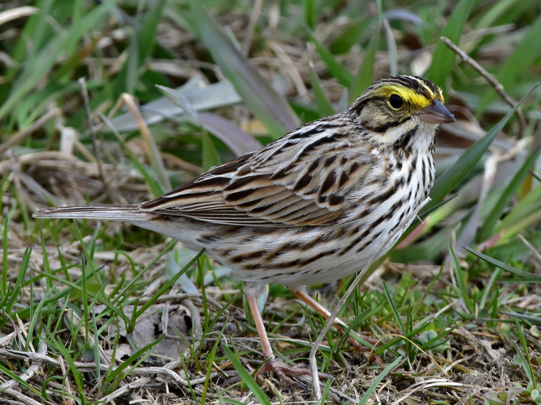 Savannah Sparrow - Henry Trombley