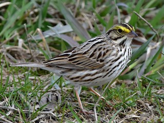  - Savannah Sparrow