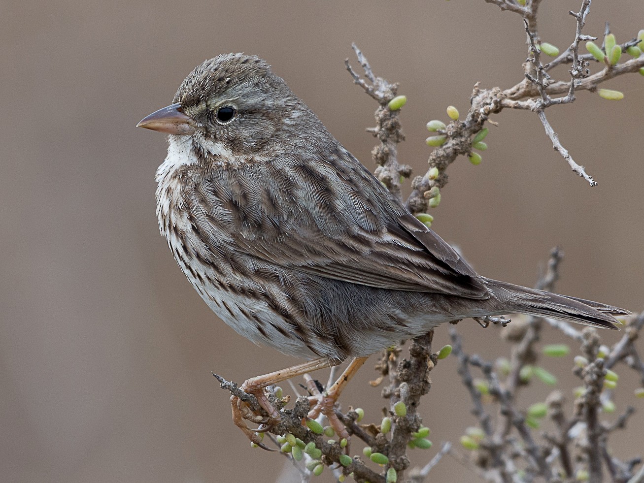 Savannah Sparrow - Jordan Satler