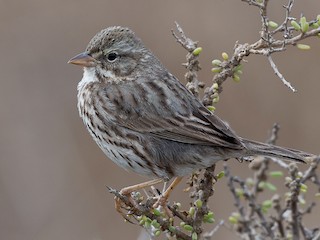  - Savannah Sparrow (Large-billed)