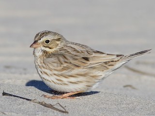  - Savannah Sparrow (Ipswich)