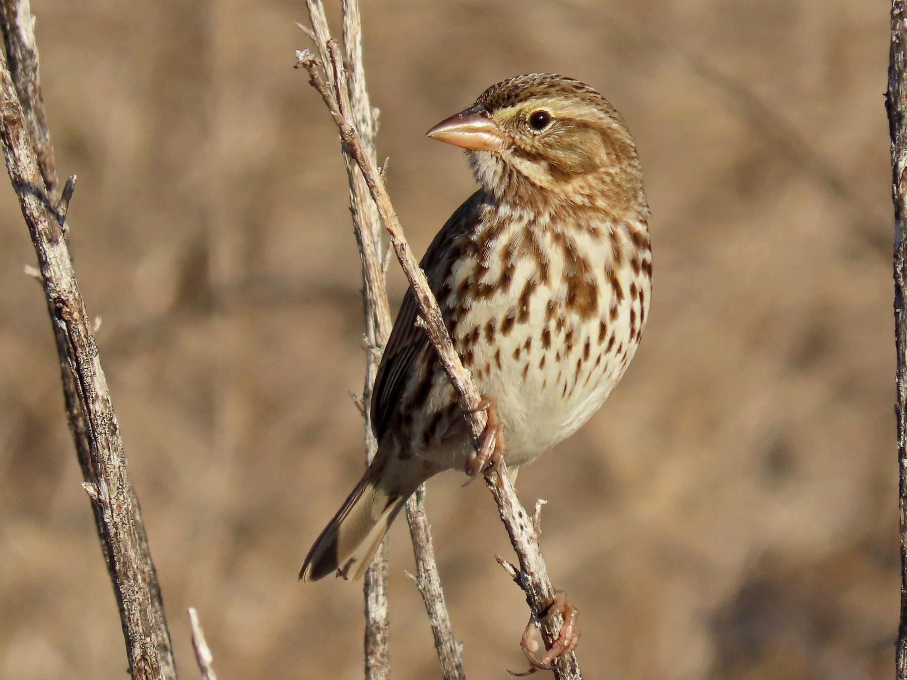 Savannah Sparrow Ebird