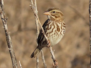  - Savannah Sparrow (Large-billed)