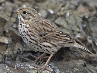 - Savannah Sparrow (San Benito)