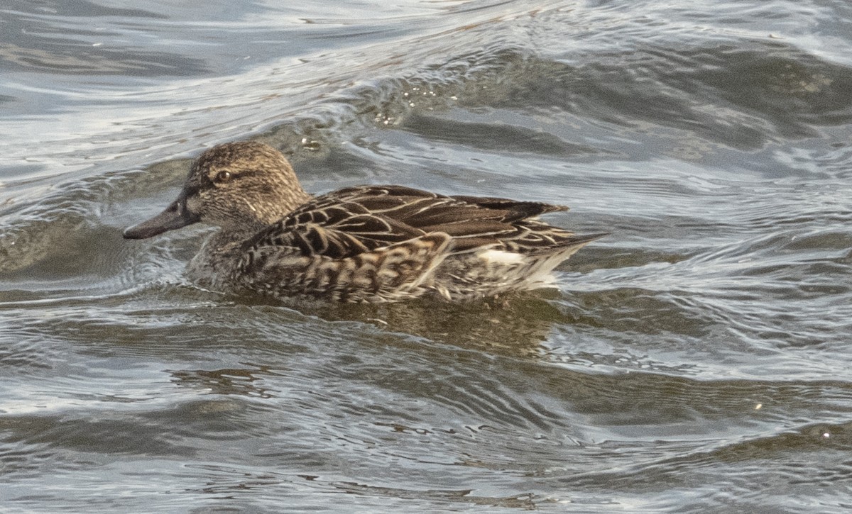 Green-winged Teal - ML299416381