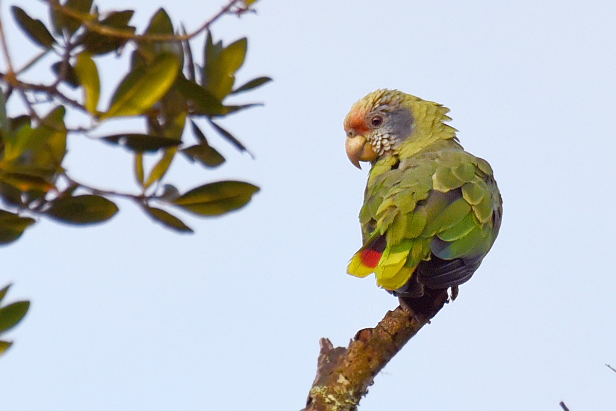 Red-tailed Parrot - ML299419541