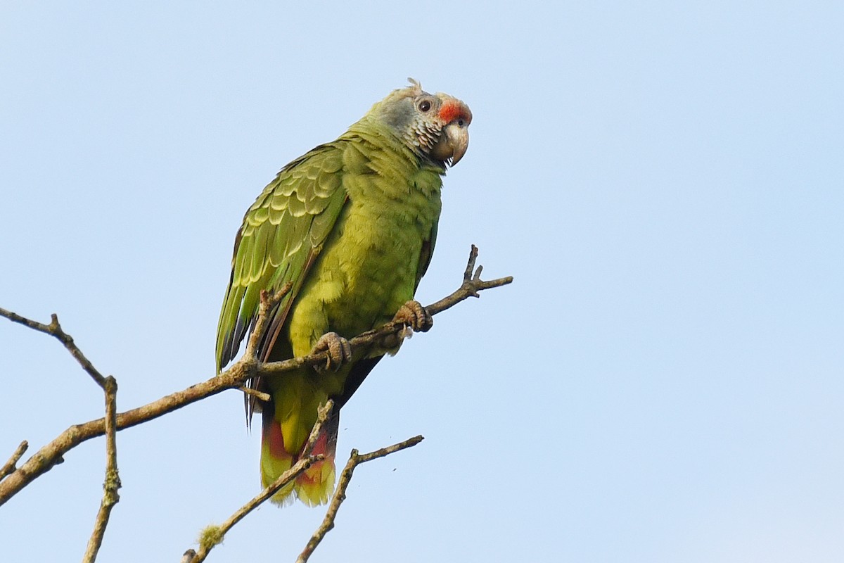 Red-tailed Parrot - ML299419551