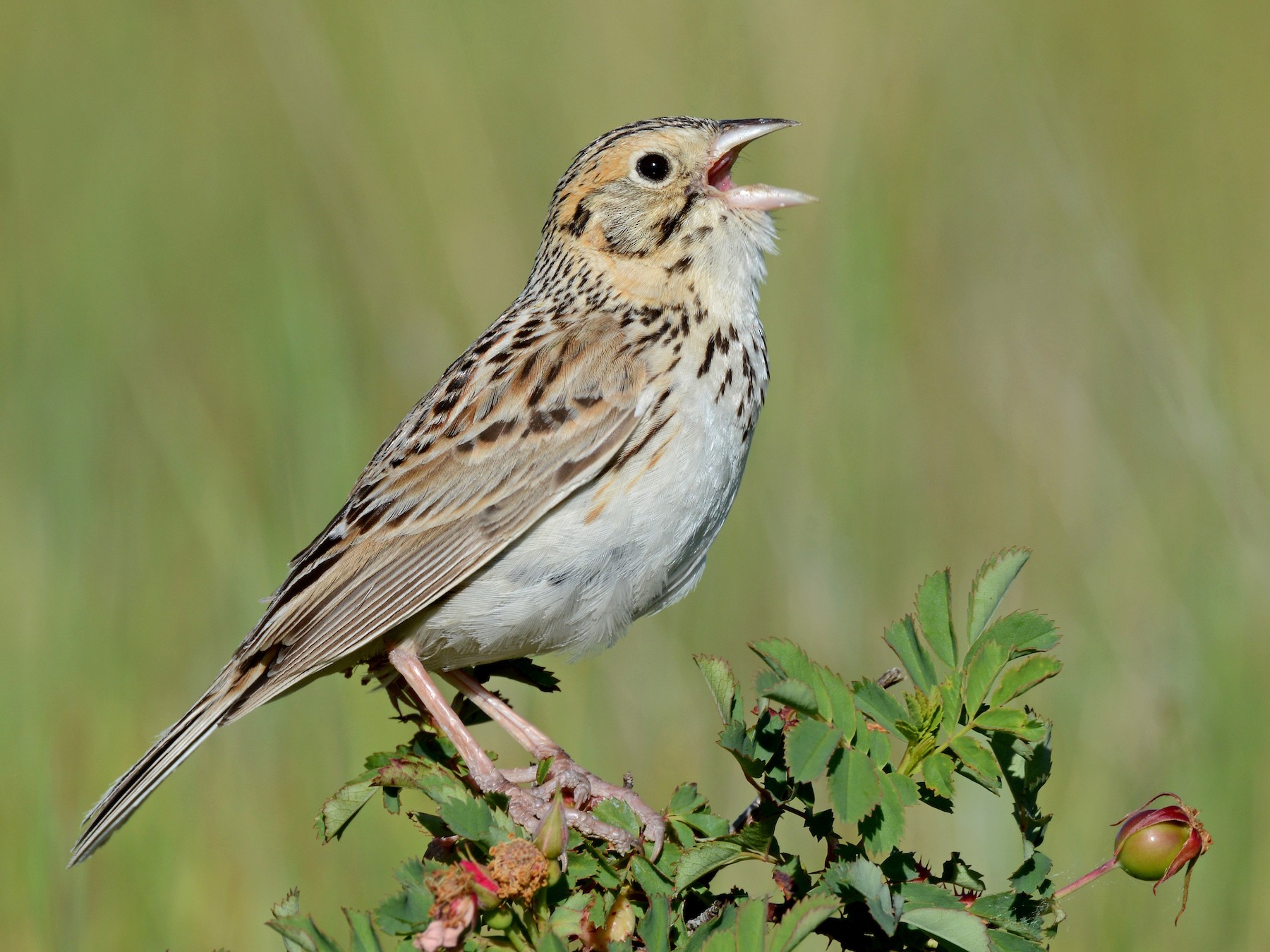Baird's Sparrow - Andy Bankert