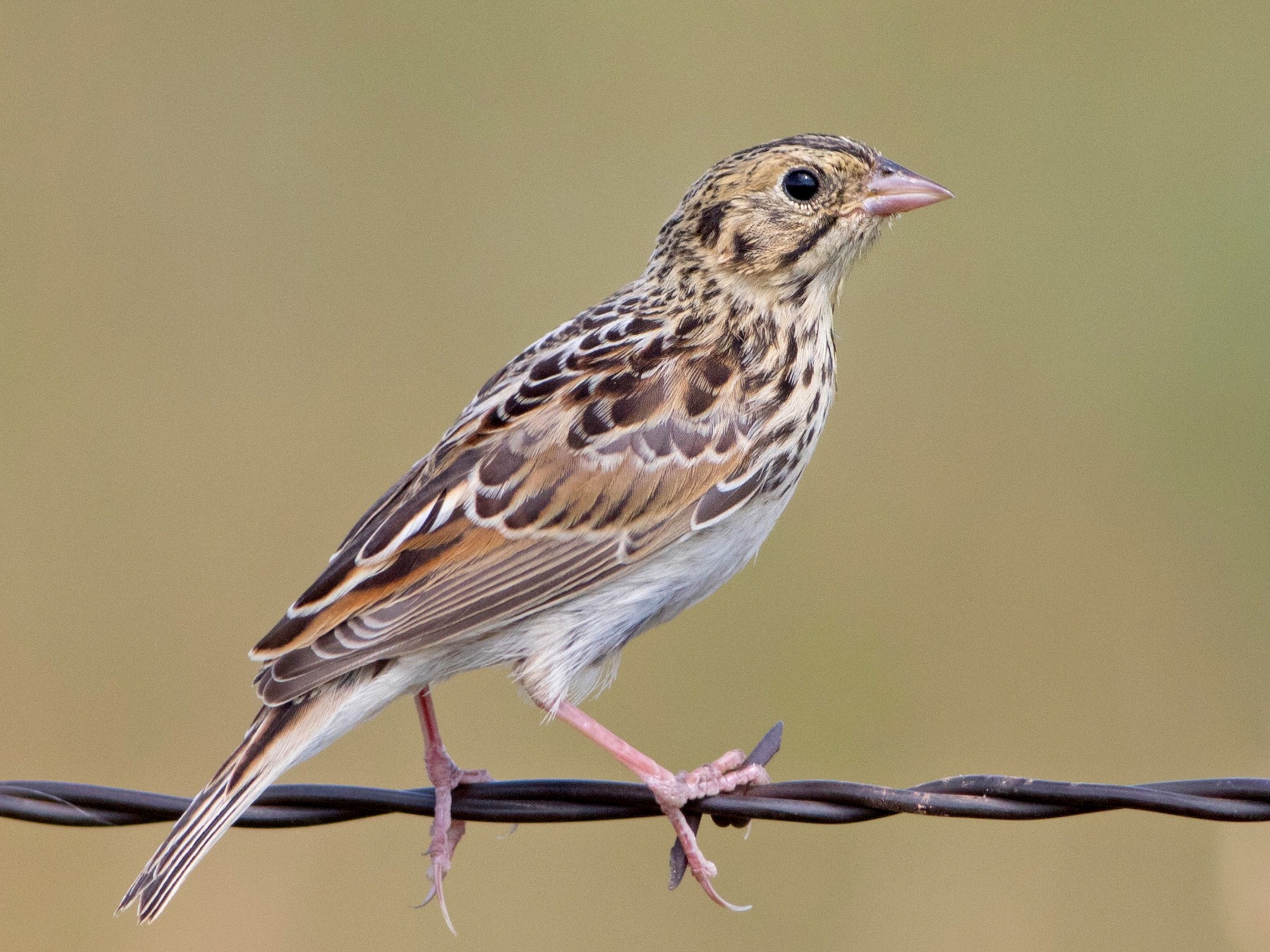 Baird's Sparrow - Lucas Bobay