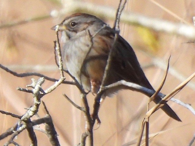 Swamp Sparrow - ML299423651