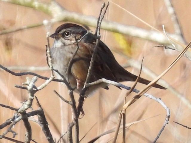 Swamp Sparrow - ML299423661