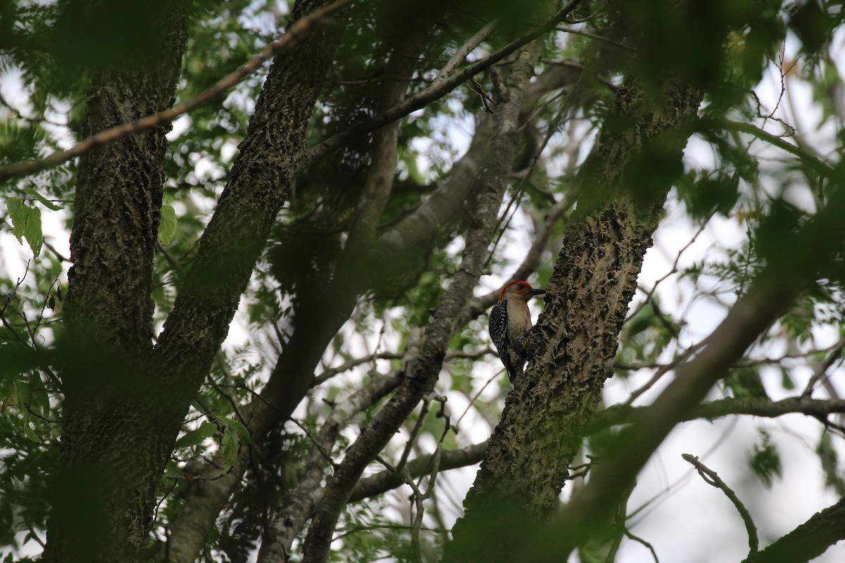 Red-bellied Woodpecker - Russell Allison