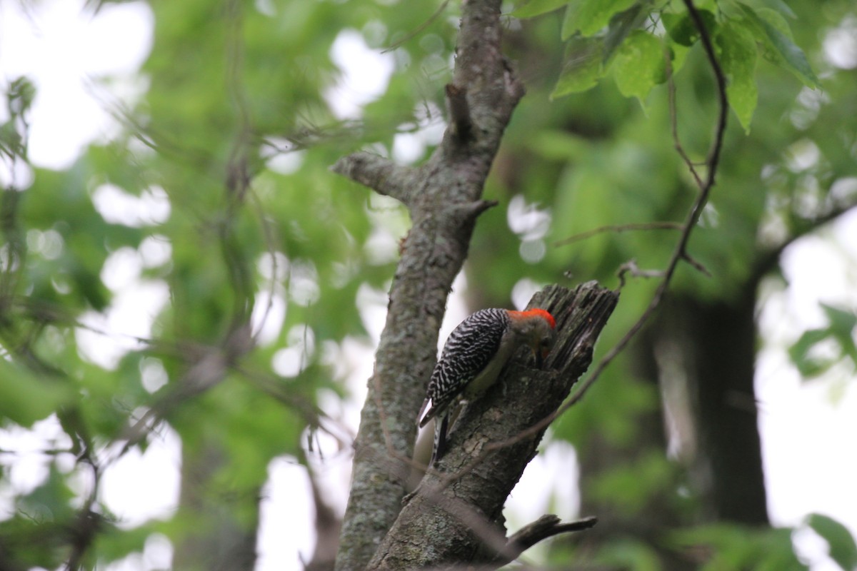 Red-bellied Woodpecker - ML29943601
