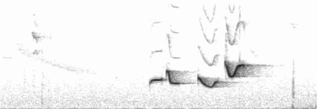 Серогрудый крапивник (leucophrys/boliviana) - ML299443351