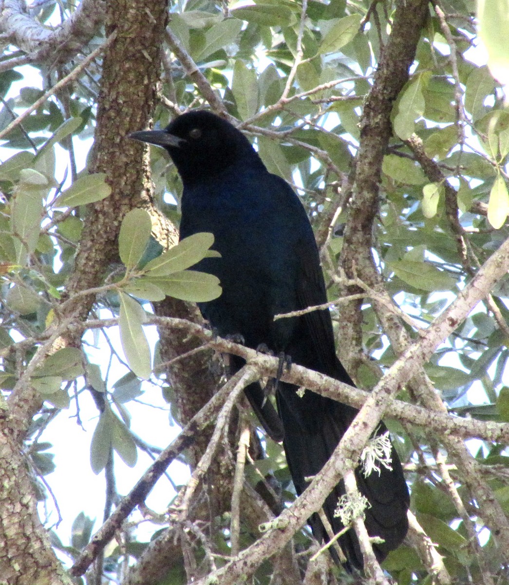 Boat-tailed Grackle - ML299446391