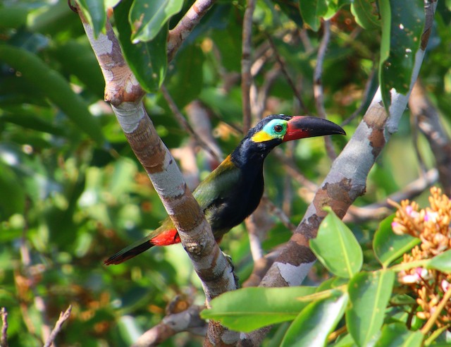 Ml Guianan Toucanet Macaulay Library