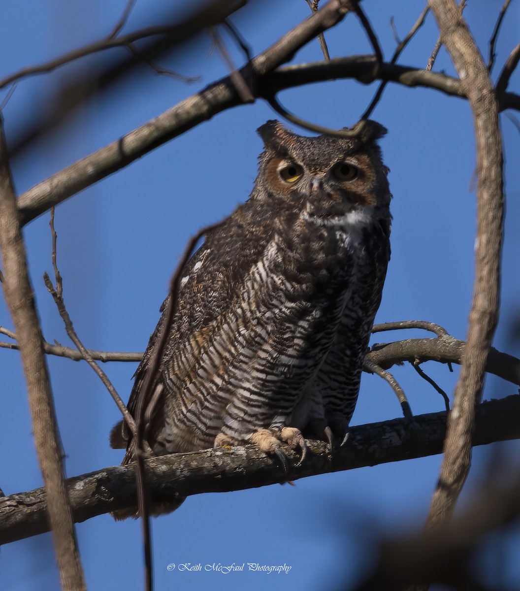 Great Horned Owl - ML299454151