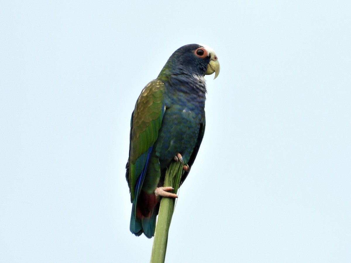 White-crowned Parrot - ML299455711