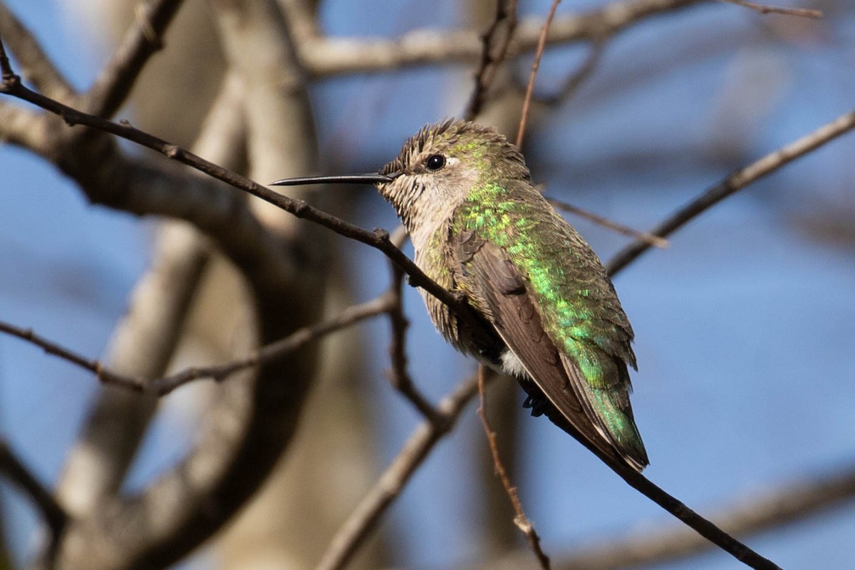 Anna's Hummingbird - Peggy Rudman