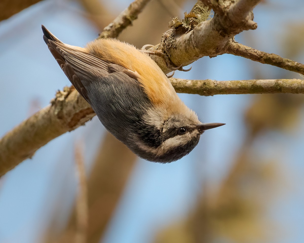 Red-breasted Nuthatch - Andy Wilson