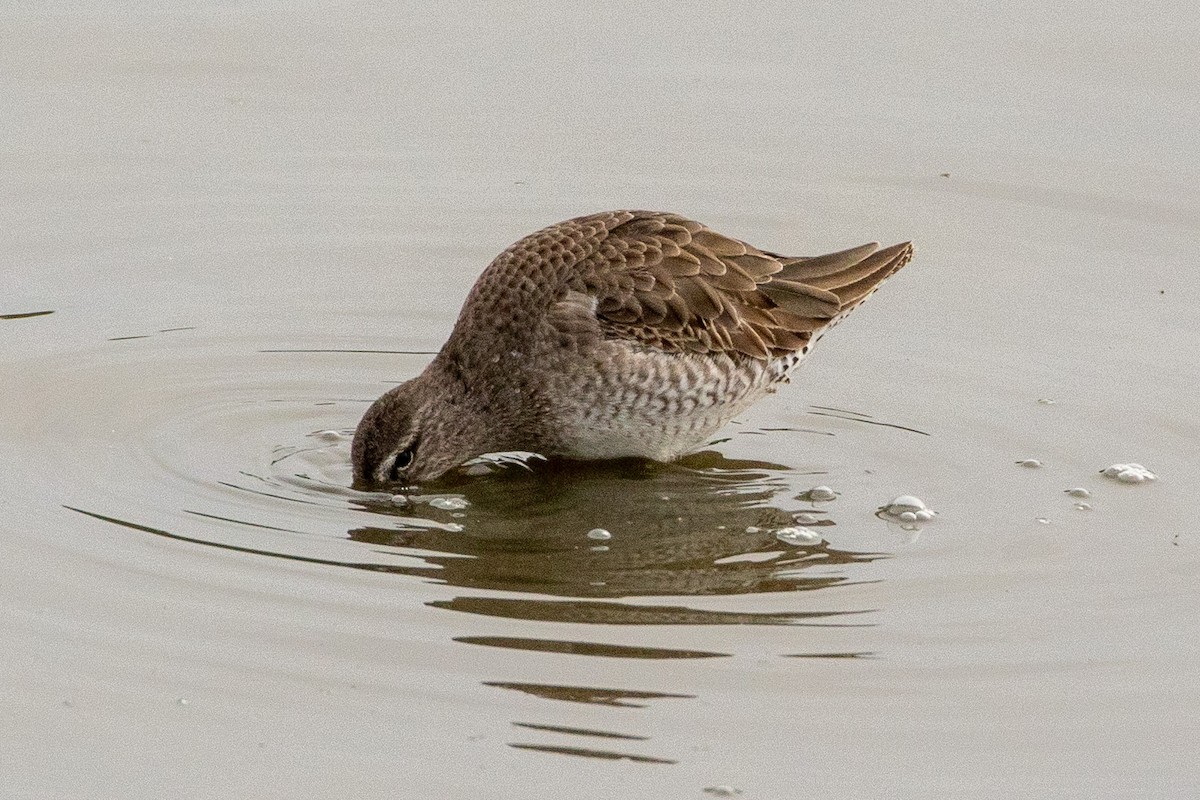 Long-billed Dowitcher - ML299459891