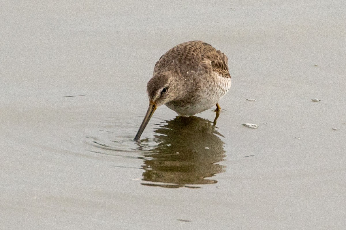 Long-billed Dowitcher - ML299459901