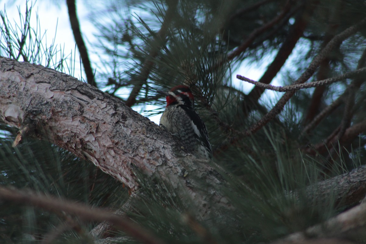 Red-naped x Red-breasted Sapsucker (hybrid) - ML299463341