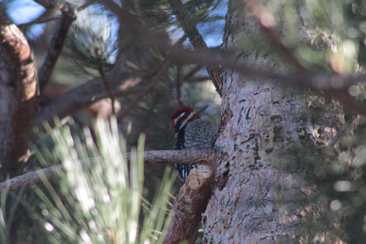 Red-naped x Red-breasted Sapsucker (hybrid) - ML299463371