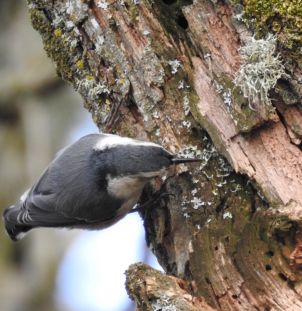 White-breasted Nuthatch - Susan Kirkbride