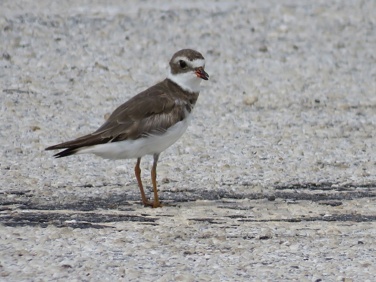 Semipalmated Plover - ML29947061