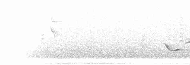 Speckle-breasted Wren (Colombian) - ML299479